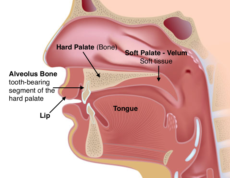 What Is The Soft Palate Muscle?