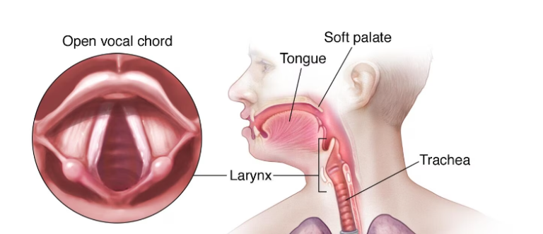 How to Strengthen Your Soft Palate Muscles?